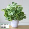 Plantas de Potos Simuladas, Plantas Verdes Falsas, Adornos de Flores Simuladas, Café Internet, Sala de Estar, Dormitorio, Club de Hotel, Adornos de Plástico, Envío Gratis