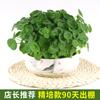 Venta Dropshipping de Plantas Hidropónicas de Centella Asiática, Plantas en Maceta de Tocón Viejo para Cultivo en Agua en Interiores y Exteriores, Raíces y Brotes de Centella Asiática de Hoja Grande, Fáciles de Cultivar