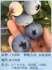 Semillas de Arándano para Plantar en el Norte y Sur, Plantas de Maceta para Balcón, Plantones de Árboles Frutales del Norte, Plantones de Árboles Frutales, Plantas de Arándano en Maceta