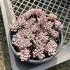 Base de planta suculenta autoproducida y autovendida al por mayor suculentas pequeñas combinación de flores plantas en maceta plantas carnosas Lithops Haworthia