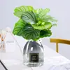 Plantas hidropônicas fáceis de cultivar em ambientes internos Calathea Maçã Verde planta verde planta em vaso adequada para todas as estações sala de estar escritório mesa folhas grandes tolerante à sombra