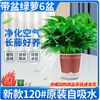Planta Hidropónica de Bambú Rico Bambú Guanyin con Raíces Flor en Maceta de Interior Planta Verde Potos Bambú de Trasplante Sala de Estar Cultivo en Agua