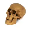 Academia de Arte Libro de Texto 1:1 Calavera Humana de Resina Calavera Amarilla Calavera Regalo de Halloween