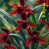Plántulas de Orquídeas, Orquídeas, Orquídeas Rojas, Flores Fáciles de Cultivar en Todas las Estaciones, Brotes de Verano, Plantas Fragantes de Interior para Sala de Estar, Florales y Plantas Verdes, Plantas en Maceta