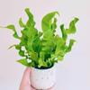 Helecho Nido de Pájaro de Fuego Estilo Escandinavo Tolerante a la Sombra Plantas para Sala de Estar Plantas Verdes para Oficina Macetas Absorción de Formaldehído Antirradiación
