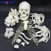 Modelo de Esqueleto Humano Osso Solto 170cm Adulto Esqueleto Médico Modelo de Cuidados com Ossos para Massagem