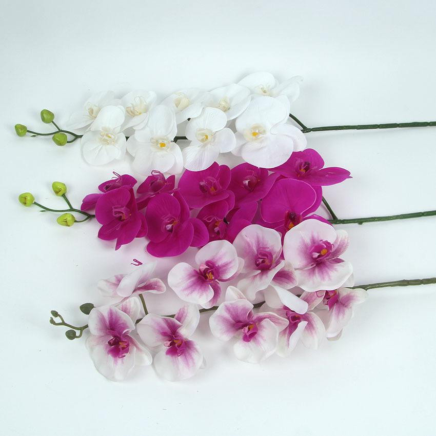 胶片蝴蝶兰 主图13.jpg