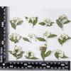 Spiraea con Ramas Flor Seca Estampada Narciso Gota de Pegamento Funda para Teléfono Móvil Marco de Fotos Pegatinas para Uñas Pintura Flor Deflector Espécimen de Planta