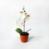 Mini Orquídea Phalaenopsis de Otoño de 3 Piezas Planta en Maceta Internacional Accesorio para Fotografía de Bodas Arreglo de Flores Artificiales con Sensación de Película