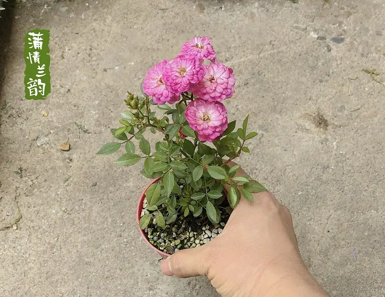 紫红微月342