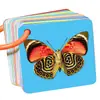 Tarjetas de Alfabetización para Educación Temprana para Bebés y Niños Pequeños: Pinyin, Números, Frutas, Animales, Tarjetas de Reconocimiento de Imágenes, Tarjetas de Aprendizaje Flashcards para Jardín de Infancia
