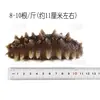 Dalian Congelado Listo Para Comer Pepino de Mar Fuente Fabricante Mayorista Fábrica de Pepino de Mar Suministro Directo Una Pieza Nutritivo