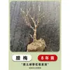 Plántulas de Flor de Cera en Maceta, Plantas de Jardín de Crecimiento en el Suelo Agrupadas, Árboles Ornamentales Originales de Flor de Cera, Árboles Viejos Enanos de Ciruelo Rojo Resistentes al Frío