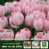 Resistencia al FríoTulipán Holandés Hidropónico Planta de Floración Cuatro Estaciones Planta Verde Flores en Maceta para Sala de Estar Apto para Principiantes