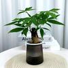 Plantas em Vasos Hidropônicos com Vasos de Plástico Cinza Transparentes, Bambu da Sorte, Árvore da Fortuna Diamante Dourado, Planta Fragrante de Nove Milhas, Plantas Verdes Fáceis de Cuidar para Mesa de Escritório