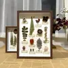 Flores Secas Ins Mariposa Real Espécimen de Planta Pintura Decorativa Regalo de Navidad Marco de Fotos Sala de Estar Dormitorio Elementos de Mariposa Florales