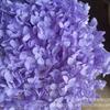 Immortal Anna Hortênsia a granel por grama Hortênsia fresca Tampa de vidro Material da flor Material da flor acrílica diy Moldura para fotos