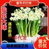 Dropshipping Bulbo de Narciso Planta Hidropónica con Maceta Florales Cultivados en Agua Planta Verde de Interior Tulipán Jacinto Pesado