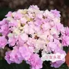 Semillas de Hortensia, Semillas de Flor Endless Summer, Plantas Perennes Resistentes al Frío y al Calor para Macetas de Patio y Balcón para Sembrar en Todas las Estaciones