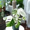 Columna de Musgo Empalmable Planta Trepadora Columna Trepadora Plantación Caliente Monstera Pothos Monstera Columna Trepadora Soporte Fijo