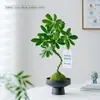 Oito Direções Trazem Riqueza Pé de Pato Madeira Bola de Musgo Planta Interior Sala de Estar Escritório Mesa Quatro Estações Sempre Verde Fácil de Cuidar Planta Verde