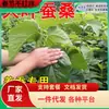 Plántulas de Morera de Hoja Grande de una Pieza para Envío Directo, para Plantar en el Norte y el Sur, Plántulas de Morera Pequeñas en Maceta para Cultivar Gusanos de Seda