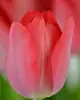 Bulbos de Tulipán Seleccionados Bulbos Grandes Colores Mixtos Cultivo Hidropónico en Tierra Resistente al Frío Jardín de Balcón Mar de Flores Flores Ornamentales