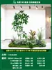 Paisagismo de Planta Artificial Varanda Arranjo de Paisagem Escada Interna Sob Árvore de Flores Artificiais Decoração Biomórfica Planta Verde Paisagismo Combinação