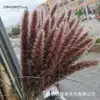 Rapsódia Origem Yunnan Venda Direta Amazon Decoração de Casa Interna Flores Buquê Seco Natural Juncos Relevo