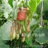 Venta al por mayor Planta Jarra Come Mosquitos Hierba con Gancho Colgante Maceta Florales Concesiones Grandes