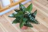 Acessórios artificiais da parede da planta da folha do pavão que projetam a decoração verde da paisagem Wannianqing a folha pequena do taro da rosa verde da decoração dos bonsais