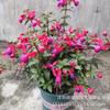 Plántulas de Campanilla Colgante de Flor Doble, Plantas en Maceta, Plantas Colgantes de Linterna, Campanillas Colgantes, Begonias Linterna, Florecen el Mismo Año, para Balcón y Jardín