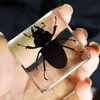 Animales Pequeños Insectos Reales Resina Bichos Reales Escarabajo Dorado Escorpión Araña Cigarra Escarabajo Especímenes Marinos Caja de Regalo