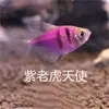 Manzana Verde Limón Pez Ángel Al por Mayor Peces Ornamentales Tropicales Vivos Rojo Azul Morado Amarillo Verde Esmeralda Tigre Colorido Zona de Pesca