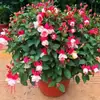 Bulbos de campanilla de colores mixtos para colgar, plantas en maceta de flor de linterna, plantas verdes de interior para balcones, florecen todo el año con capullos de flores continuos