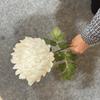 Simulação de flores falsas de crisântemo rico comércio exterior transfronteiriço em estoque atacado crisântemo rico único arranjo de flores para sala de estar
