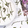 Marcador de Libro de Espécimen de Planta Ban Bian Lian Marcador de Libro de Flores Prensadas Materiales para Manualidades Herramientas para Flores Secas Para Estudiantes Espécimenes de Flores Secas Hechos por Uno Mismo