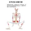 Modelo de esqueleto humano adulto, esqueleto, columna vertebral, disco, articulación, estándar médico, enseñanza, modelo de cuerpo entero