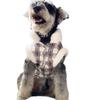 Ropa de terciopelo transportable para perros, ropa de invierno para mascotas, cachorros, perros pequeños, oso amargo, ropa para gatos, otoño e invierno.