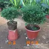 Repelente de Mosquitos Tipo Fragancia Planta Madera de Pimienta Maceta Oficina Escritorio Planta Verde con Fragancia Repelente de Insectos Fragancia Floral