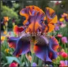 Semillas de rizomas de iris de flor azul, semillas de flores de bulbo, fáciles de cultivar y florecen todo el año, adecuadas para paisajismo de jardines y plantas en maceta