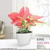 Geely Ruyi Rojo Flor Reina Planta en Maceta Planta Verde de Escritorio para Interiores Cuatro Estaciones Mary Ann Perenne Flores Fáciles de Cultivar
