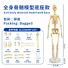 Modelo do Corpo Humano para Crianças Brinquedos Educacionais STEM Modelo de Anatomia Humana Destacável Reconhecimento de Órgãos Fabricante Atacado