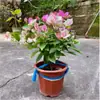 Buganvília em seu Vaso e Terra Originais, Planta de Vaso Púrpura de Yunnan, Florindo em Todas as Estações, Fácil de Manter para Varanda e Jardim