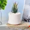 Tetera de Porcelana Blanca Dehua Maceta Suculenta Blanco Puro Jardinería Moderna para el Hogar Cerámica Maceta Pequeña Transfronteriza Simple Maceta para Suculentas