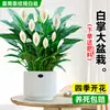 Maceta Grande de Planta de Palma Blanca de una Pieza para Dropshipping, un Símbolo de Buena Fortuna, Planta en Maceta con Flores, Planta Hidropónica, Planta con Flores, Planta Verde para Interior de Oficina