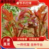 Mudas de Frutas Fragrantes com Óleo Vermelho para Dropshipping em Peça Única, Árvores Comestíveis Frescas com Brotos Fragrantes de Primavera para Plantio em Vasos, Brotos de Primavera Fragrantes de Alta Produção
