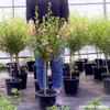Las plántulas de Hibisco Pequeño en Maceta Dama Elegante son Perennes de Hoja Perenne y Fáciles de Cultivar y Florecen Continuamente en el Patio
