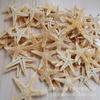 Varias Estrellas de Mar Naturales Materiales Hechos a Mano DIY Conchas Naturales Accesorios de Joyería Ventas Directas de Fábrica