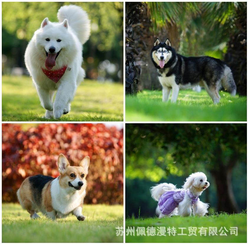 【+微笑天使萨摩耶